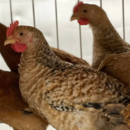 RED FEMALE CHICKEN - MEAT (3.0LBS) image 2